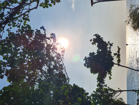 Sunlight through the branches of a tree in the rays of the sunの写真素材