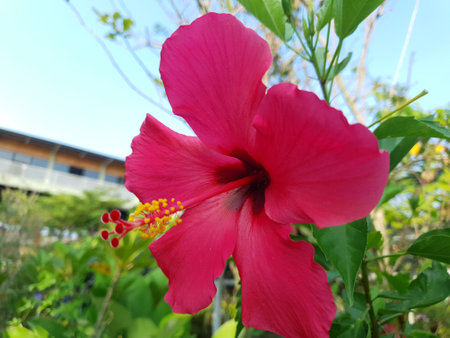 Pink hibiscus flower in the garden with blue sky backgroundの写真素材
