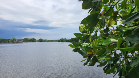 Mangrove trees on the shore of the lake in Indonesiaの写真素材