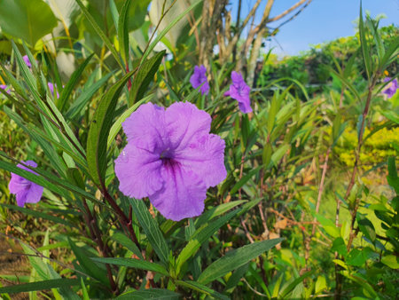Purple flowers in the garden,Thailand. (Ruellia tuberosa)の写真素材