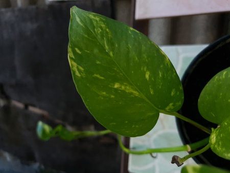 Close up of green pothos or pothos plant with blur backgroundの写真素材
