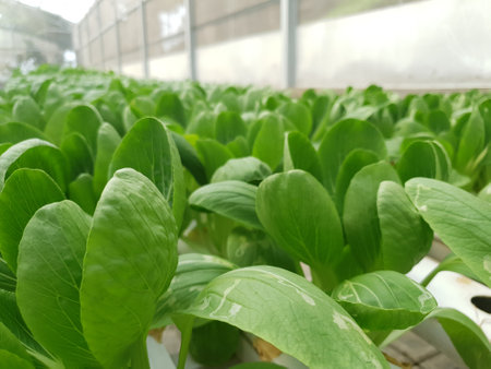 Organic hydroponic vegetable cultivation in greenhouse, selective focus.の写真素材