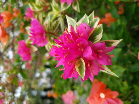 Pink bougainvillea flowers with green leaves in the gardenの写真素材