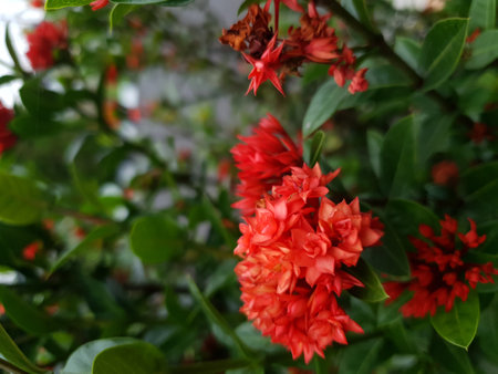 Ixora coccinea is a genus of flowering plants in the Rubiaceae family.の写真素材
