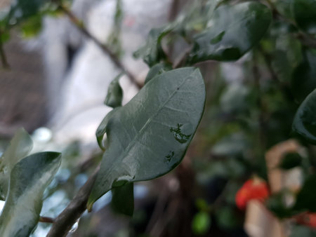 Green leaves with water droplets on the tree. Natural background.の写真素材