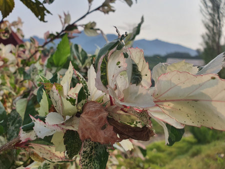 Cotton plant (Euphorbia pulcherrima)の写真素材
