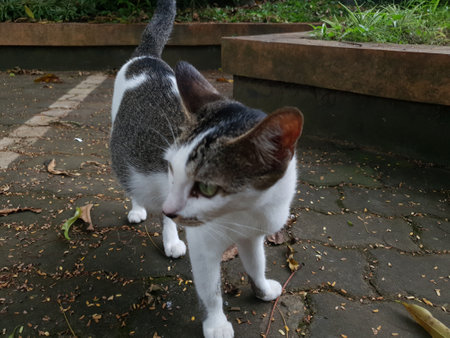 The cat is looking for food in the garden. The cat is looking for food.の写真素材