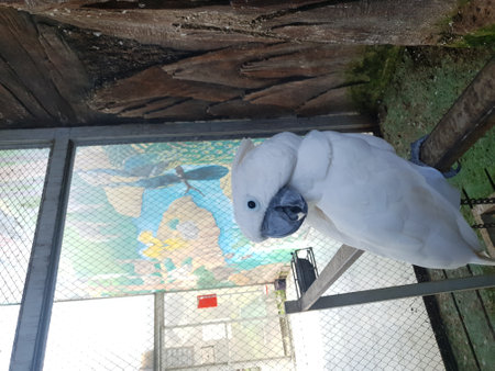 White parrot in a cage at the zoo, closeup of photoの写真素材