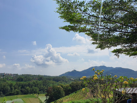 Terraced rice fields in Mae Hong Son province, Thailand.の写真素材