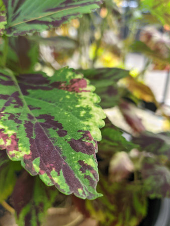 Close up of coleus plant with variegated leaves.の写真素材