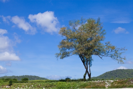 tree and blue sky の写真素材