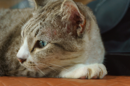 Curious looking cat lying on a couch gazing awayの写真素材