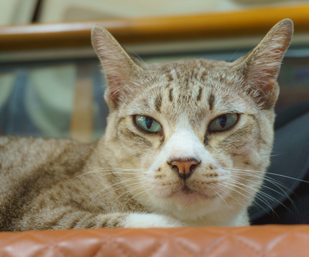Short-haired cat lying on sofa staring directlyの写真素材