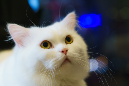 Curious fluffy cats looking at the twinkle lights with bokeh backgroundの写真素材