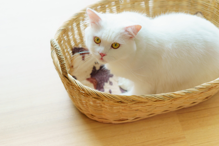 White cute fluffy persian-breed cat in a woven nest bastketの写真素材