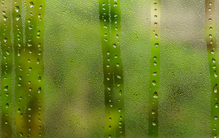 Condensed water  background on a glass window looking over green gardenの写真素材
