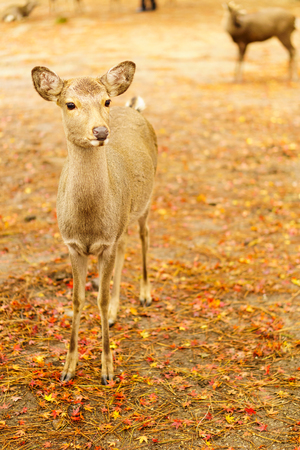 Deers in an autumn park of Nara, Japanの写真素材