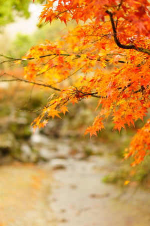 Beautiful autumn color of maple tree in Japanの写真素材