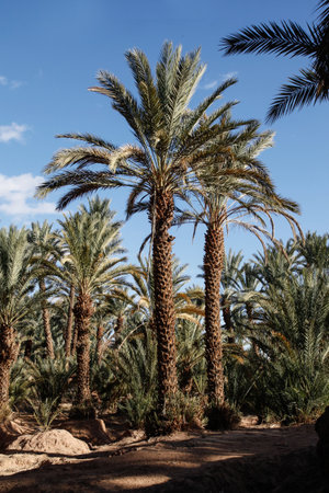 Palm trees in an oasis in the Draa River Valleyの写真素材