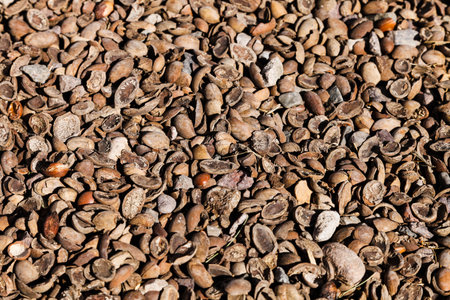 Argan fruit shell texture, Moroccoの写真素材