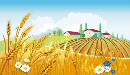 Rural landscape with fieldsのイラスト素材