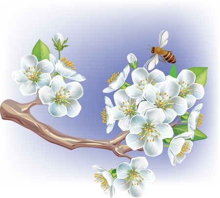 Flowering branchのイラスト素材