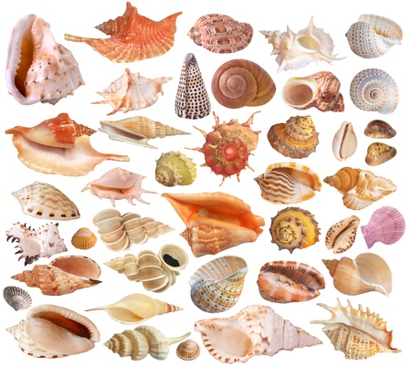 Seashell collectionの写真素材