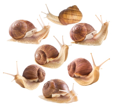 Edible snailsの写真素材