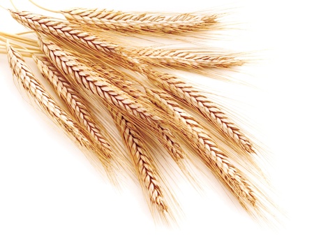 Wheat ears on a white backgroundの写真素材
