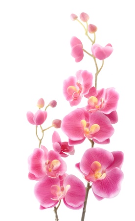 Pink orchid on a white backgroundの写真素材