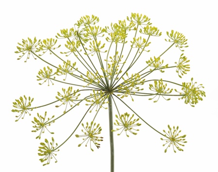 Fennel flower on white backgroundの写真素材