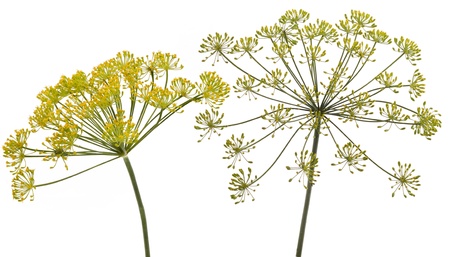 Fennel flower on white backgroundの写真素材