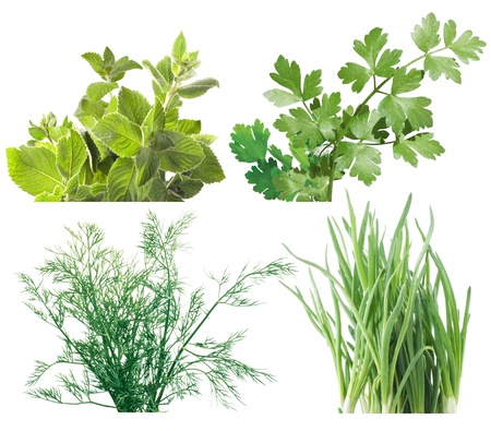 Salad leaves and herbsの写真素材