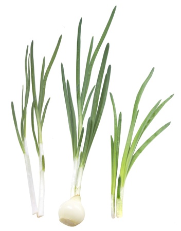 Spring onionsの写真素材