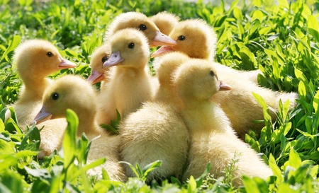 Little ducklings walking through the grass