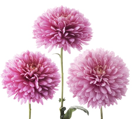 purple dahliaの写真素材