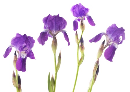 Irisの写真素材