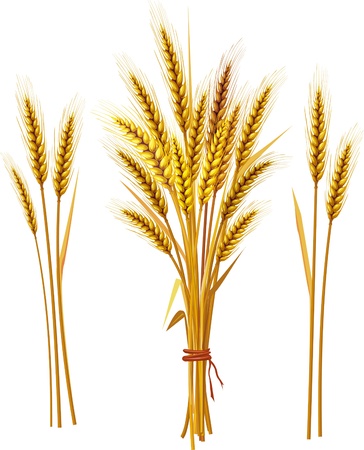 Spike of wheatのイラスト素材