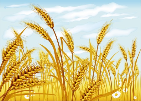 Wheat in the fieldのイラスト素材