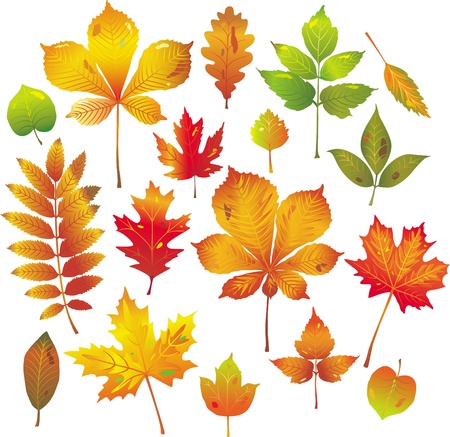 Colorful autumn leaves collectionのイラスト素材