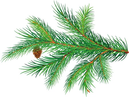 Pine branchのイラスト素材