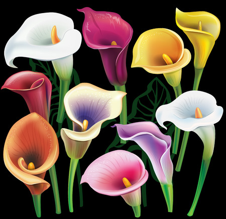 Calla flowers set in different colorsのイラスト素材