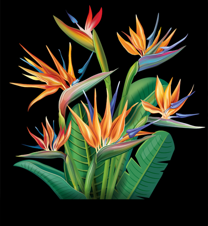 Floral bouquet with Strelitzia flowers.のイラスト素材