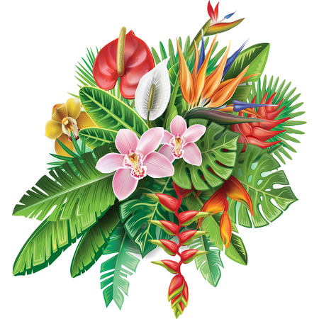 Arrangement from tropical plantsのイラスト素材