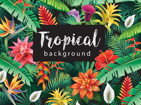 Background from tropical flowersの写真素材