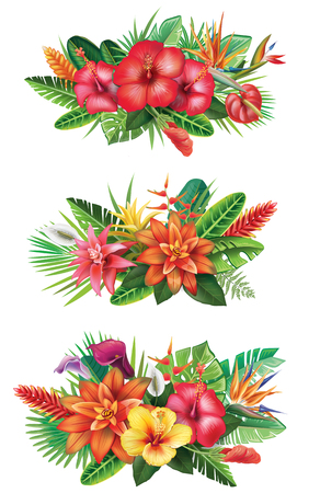 Arrangements from tropical flowersのイラスト素材