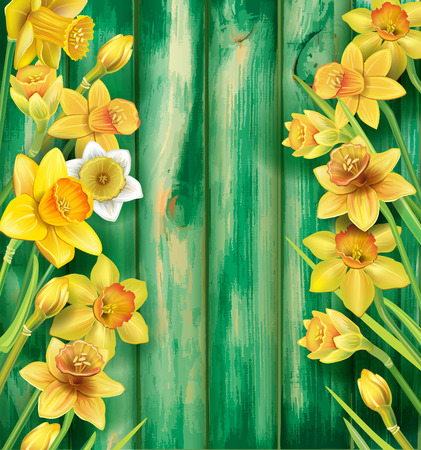 Daffodils flowers on the rustic wooden backgroundのイラスト素材