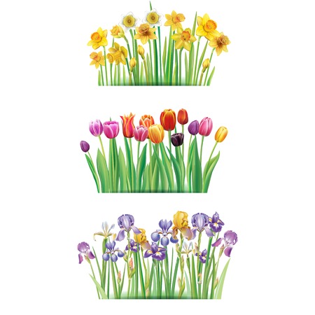 Bouquet with spring flowers Tulips, Irises, Daffodilsesのイラスト素材