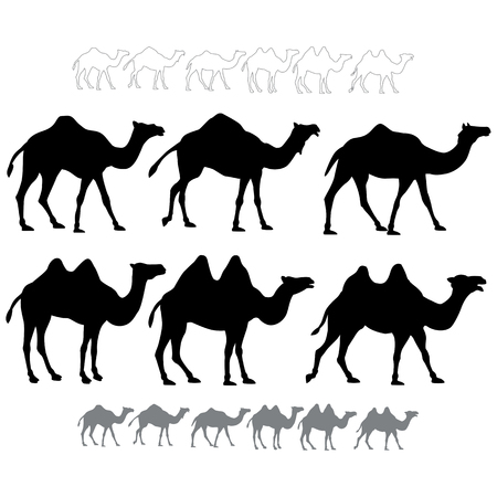 Set of black silhouettes vector camels.  Isolated on white backgroundのイラスト素材