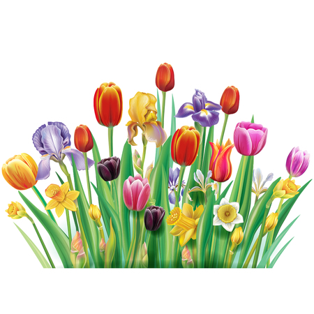 Bouquet with multicolor spring flowers over white backgroundのイラスト素材